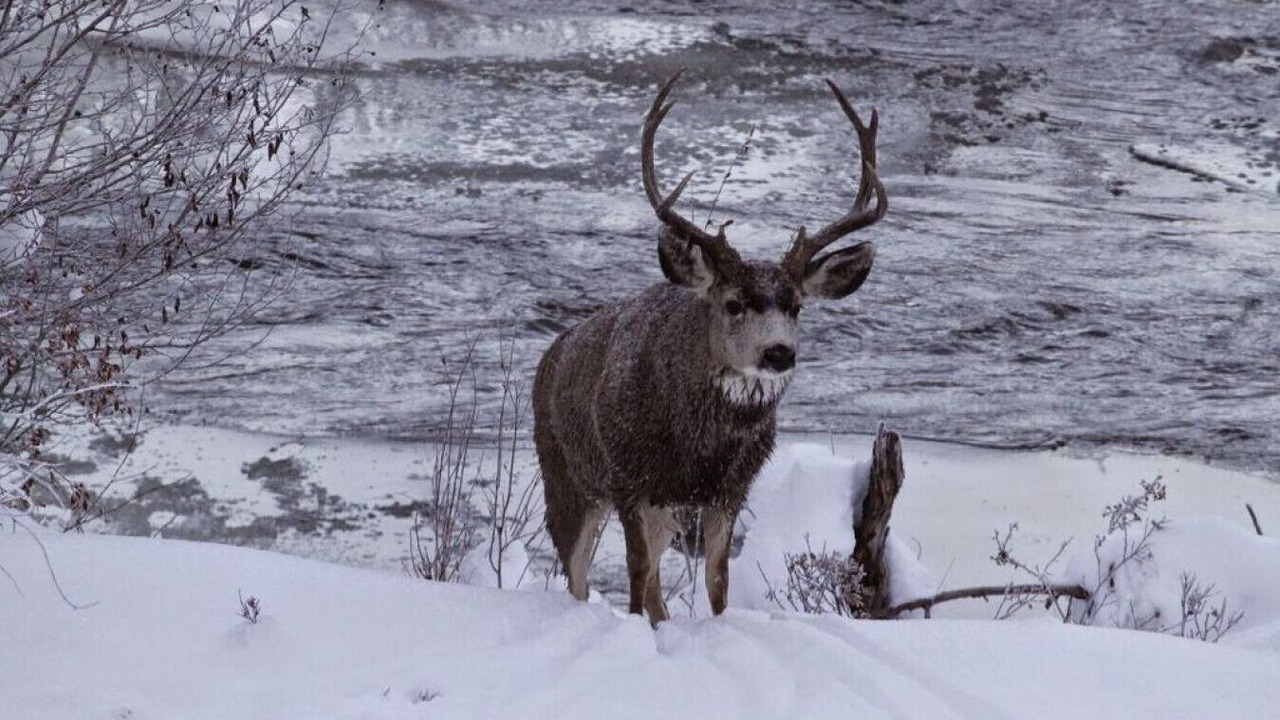 Photo of Others in South Fork