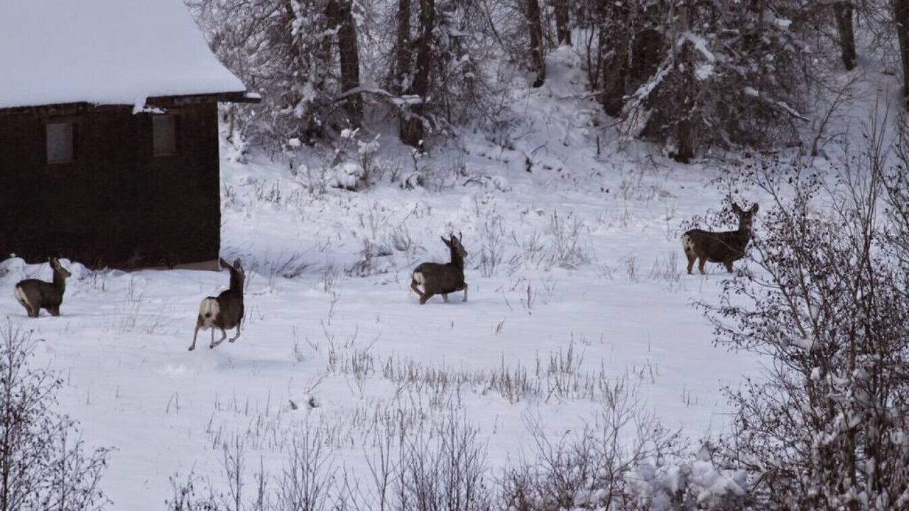 Photo of Others in South Fork