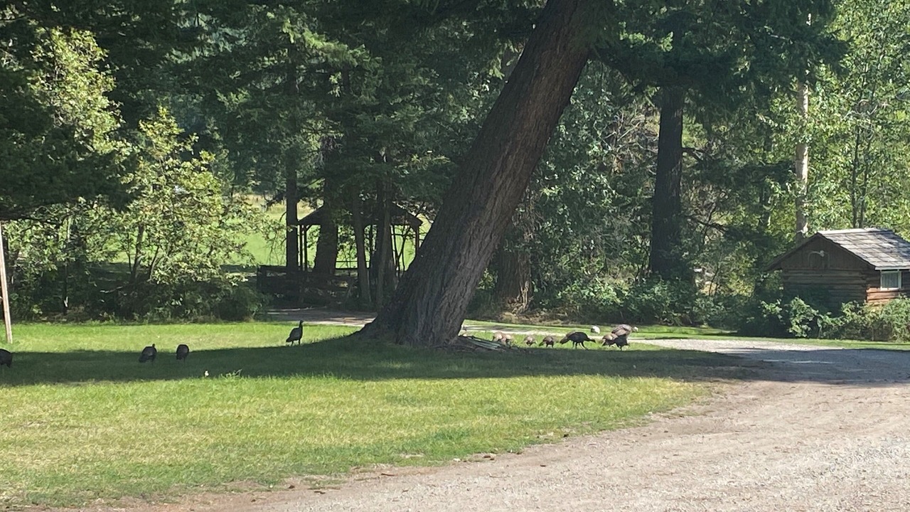 Photo of Others in Columbia Falls