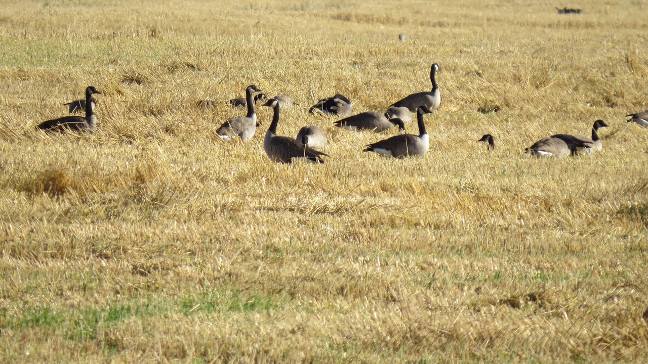 Photo of Others in Dillon