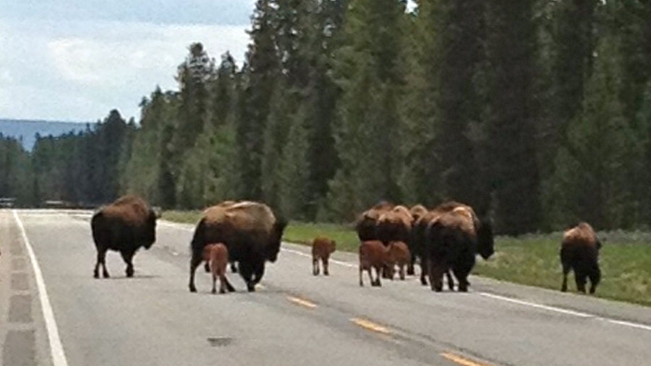 Photo of Others in West Yellowstone