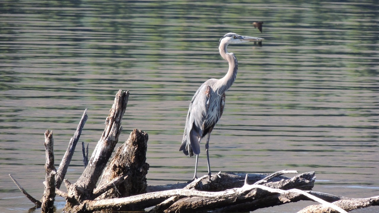 Photo of Others in Trout Creek