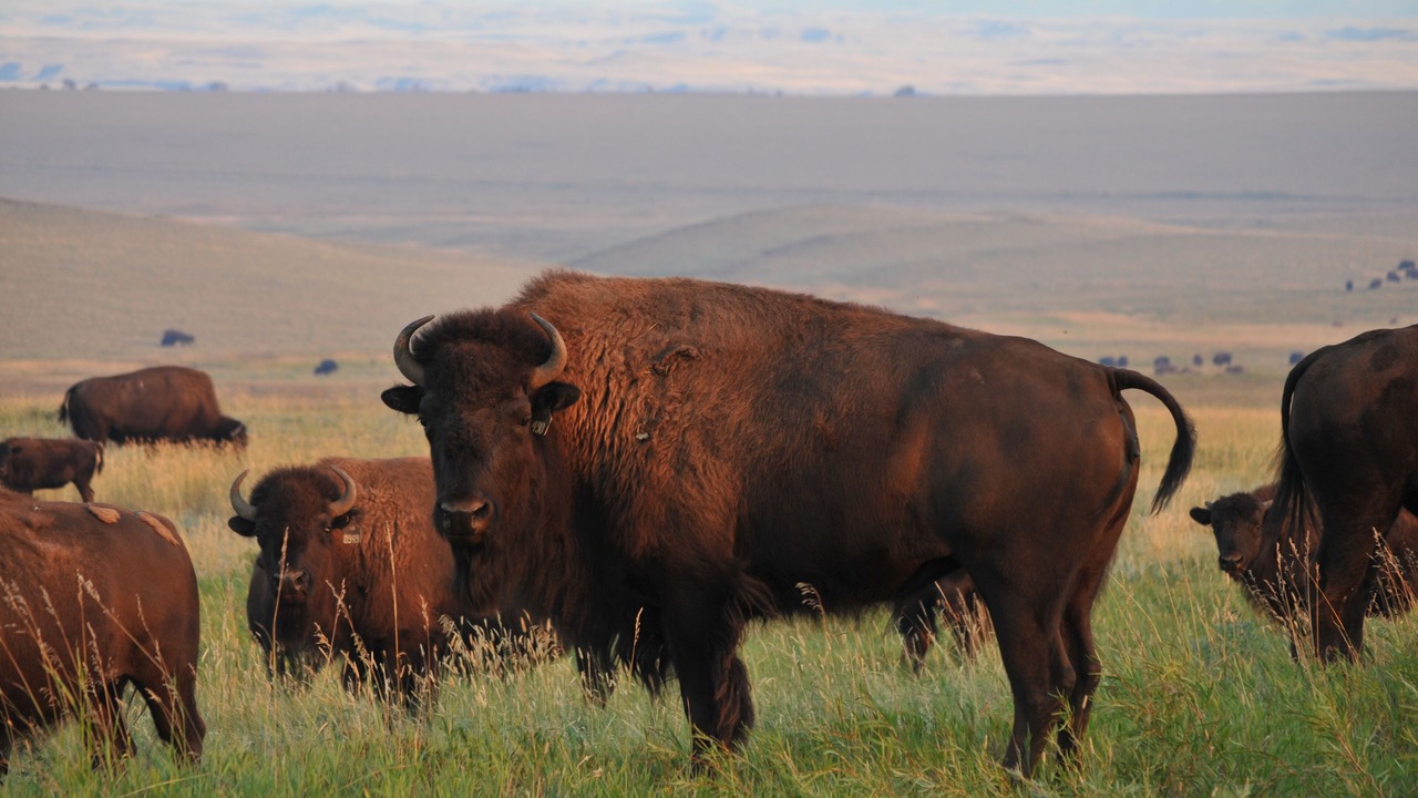 Photo of Others in Choteau