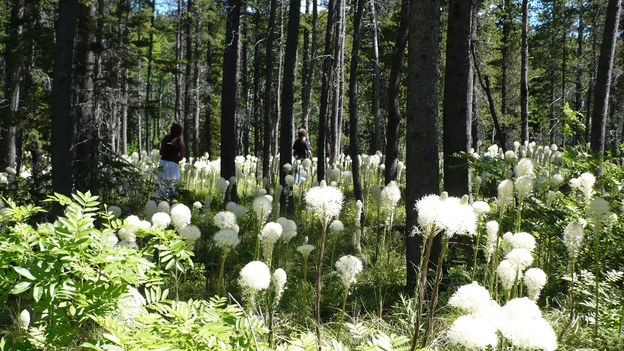 Photo of Others in East Glacier Park