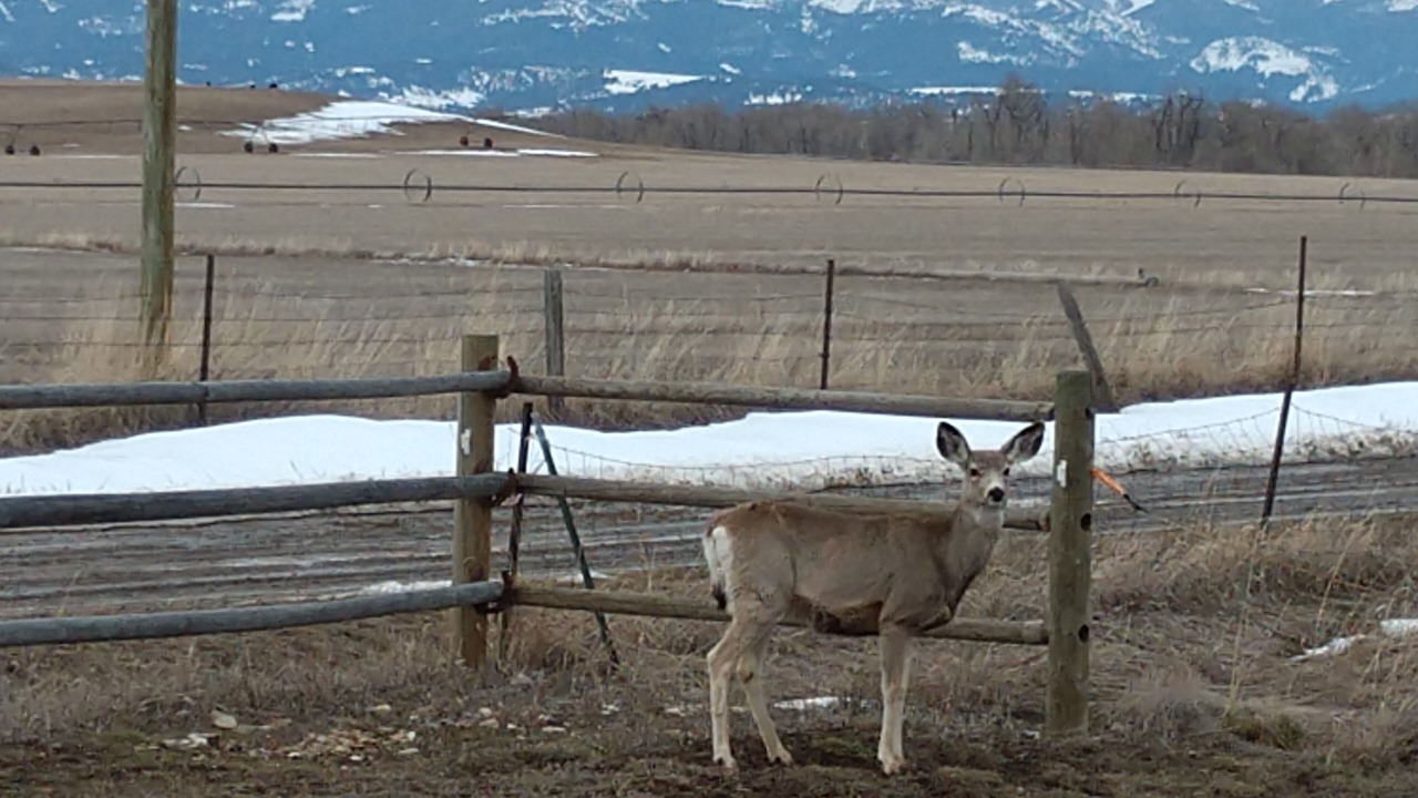 Photo of Outdoor in Livingston