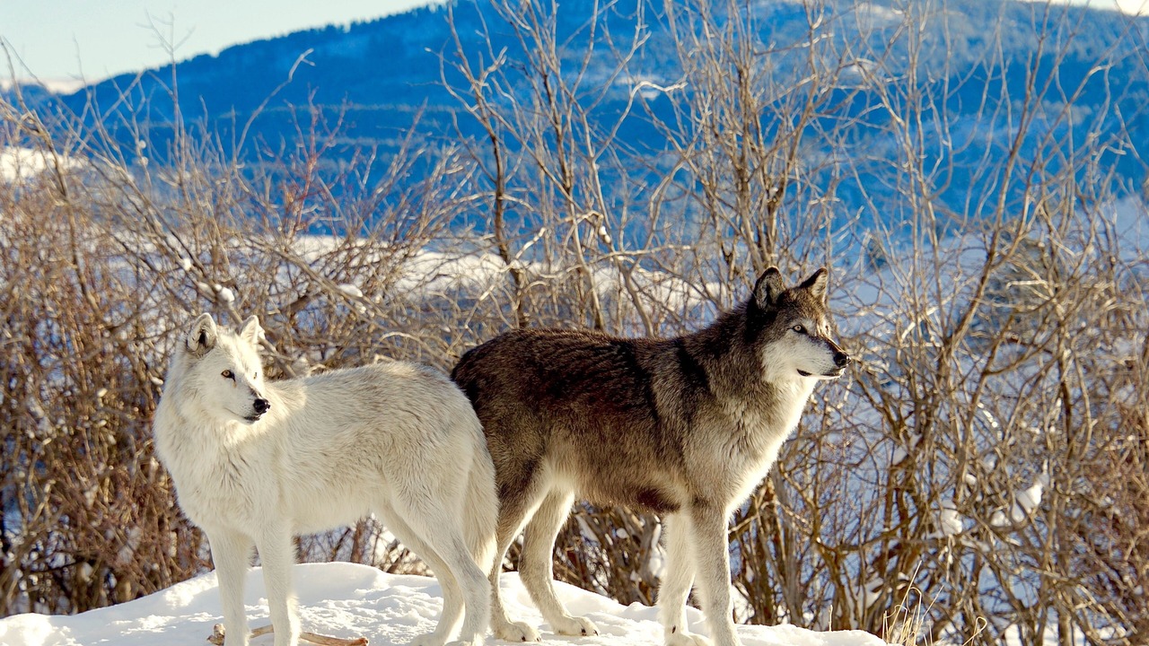 Photo of Others in Bozeman