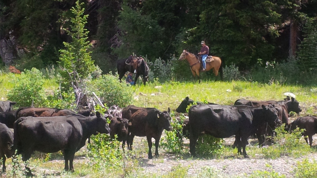 Photo of Others in Choteau