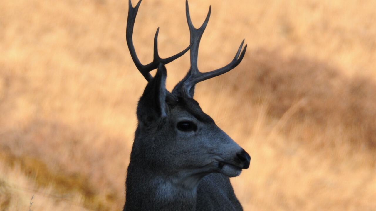 Photo of Others in Darby