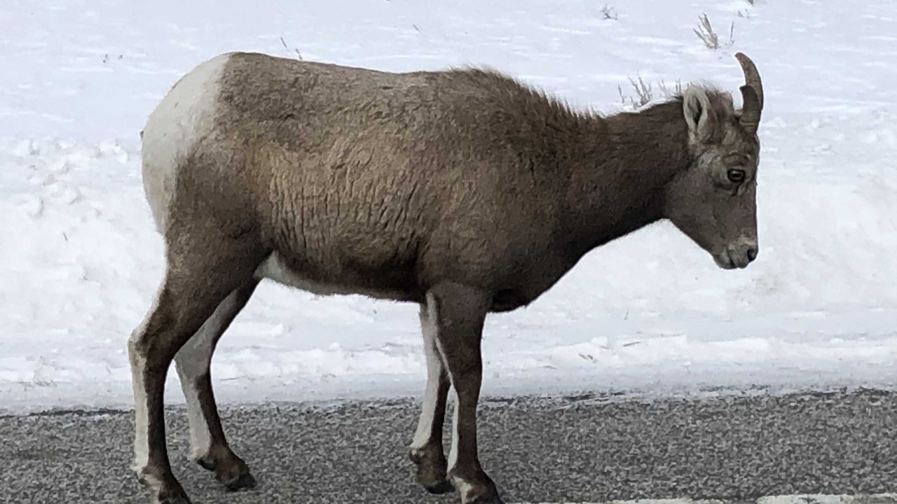 Photo of Others in Cameron
