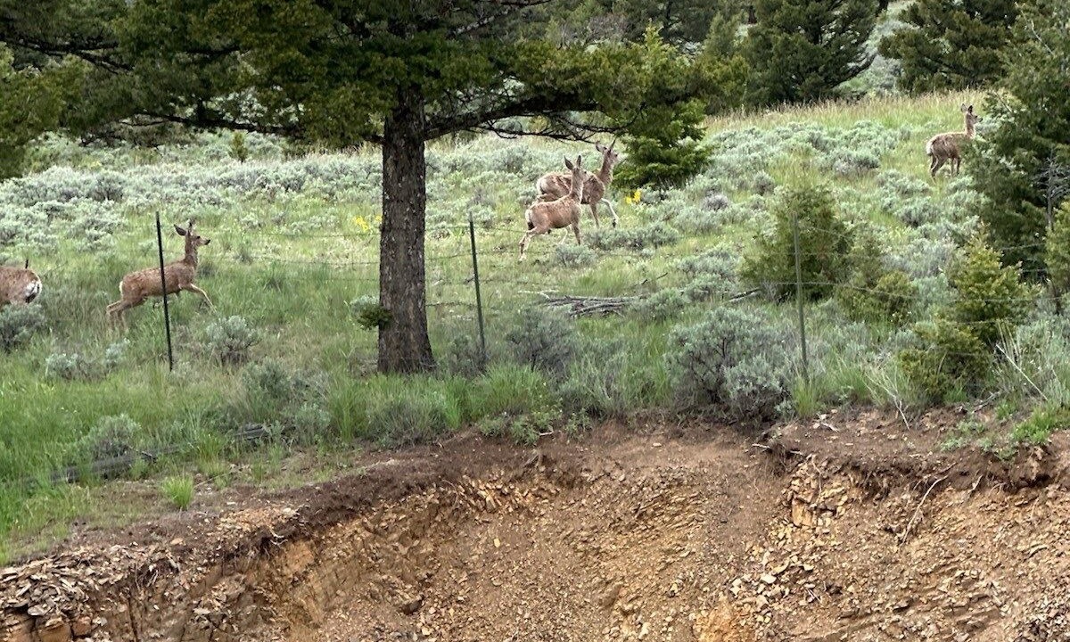 Photo of Outdoor in White Sulphur Springs