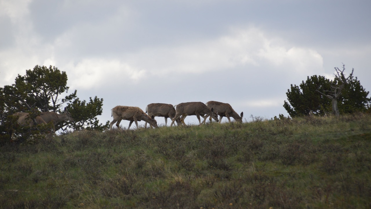 Photo of Others in Pendroy