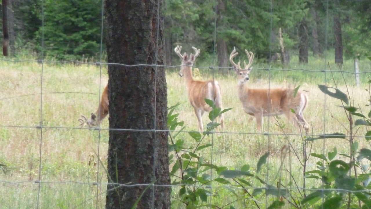 Photo of Outdoor in Polson