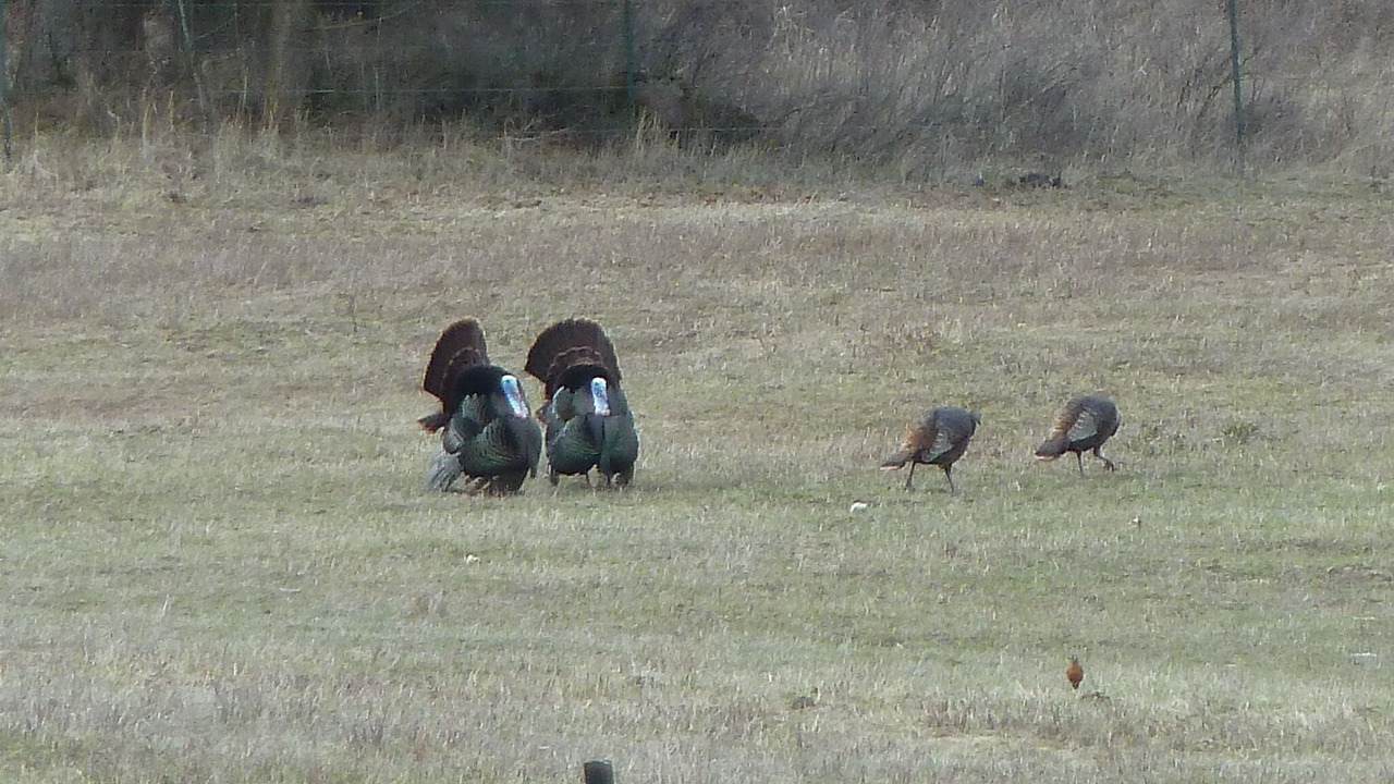 Photo of Others in Polson