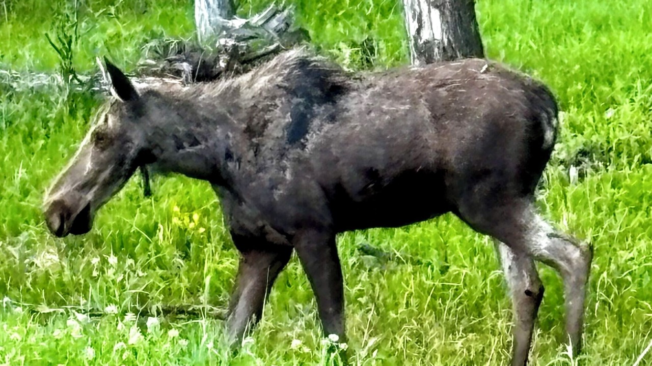 Photo of Others in Red Lodge