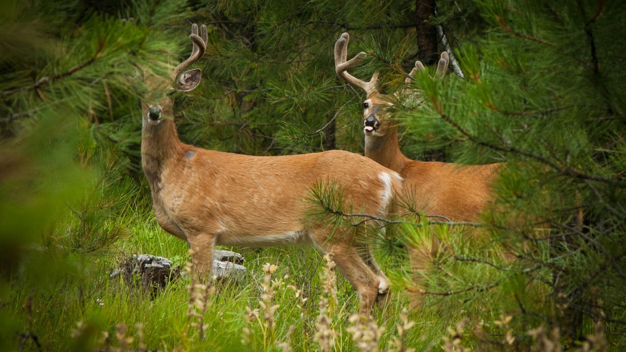 Photo of Others in Missoula