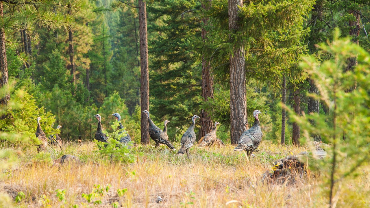 Photo of Outdoor in Missoula