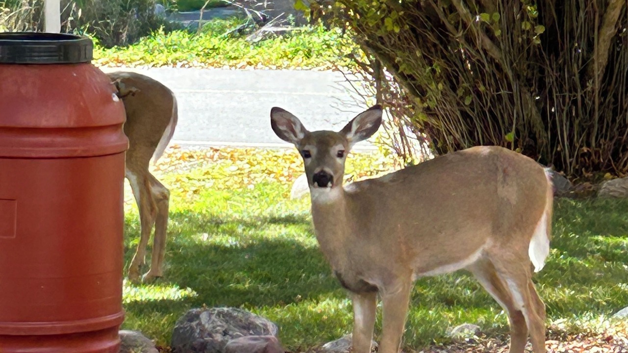 Photo of Outdoor in Lower Rattlesnake