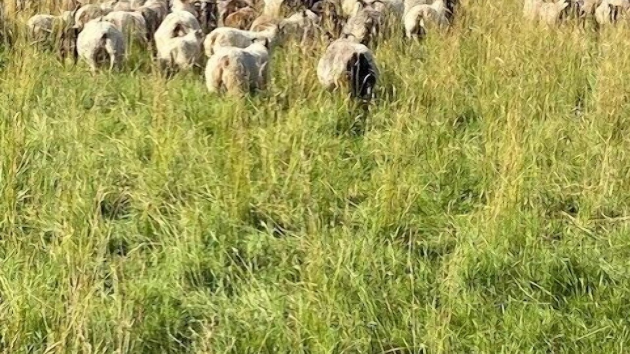 Photo of Others in Livingston