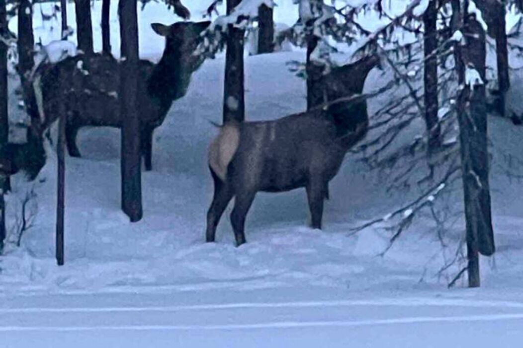 Photo of Others in Polebridge