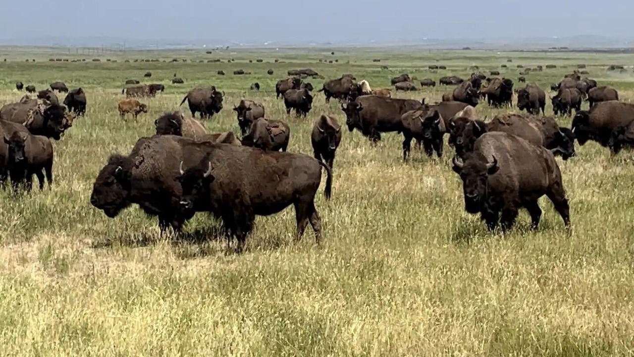Photo of Others in Blackfeet Indian Reservation
