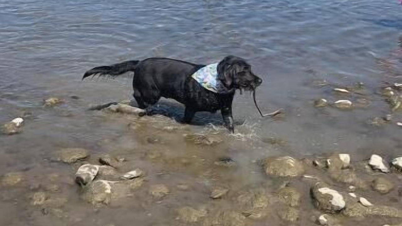 Photo of Others in Reed Point
