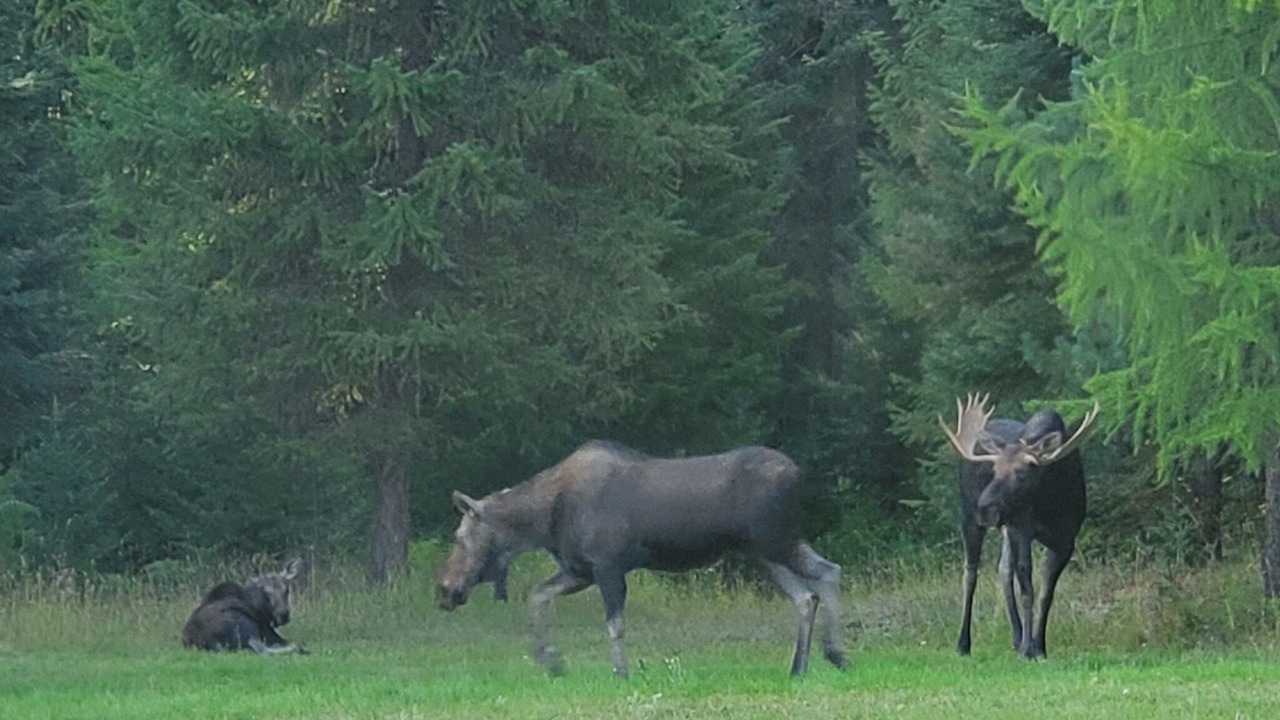 Photo of Others in Trout Creek