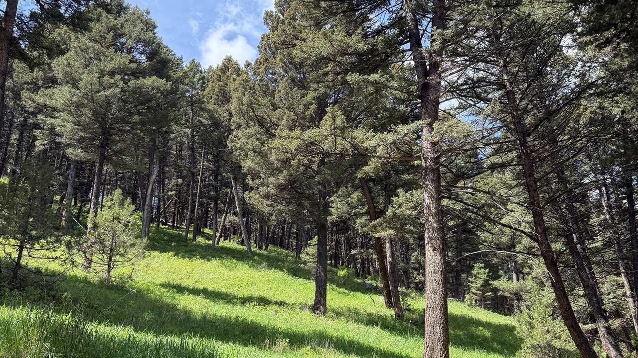 Photo of Others in McAllister