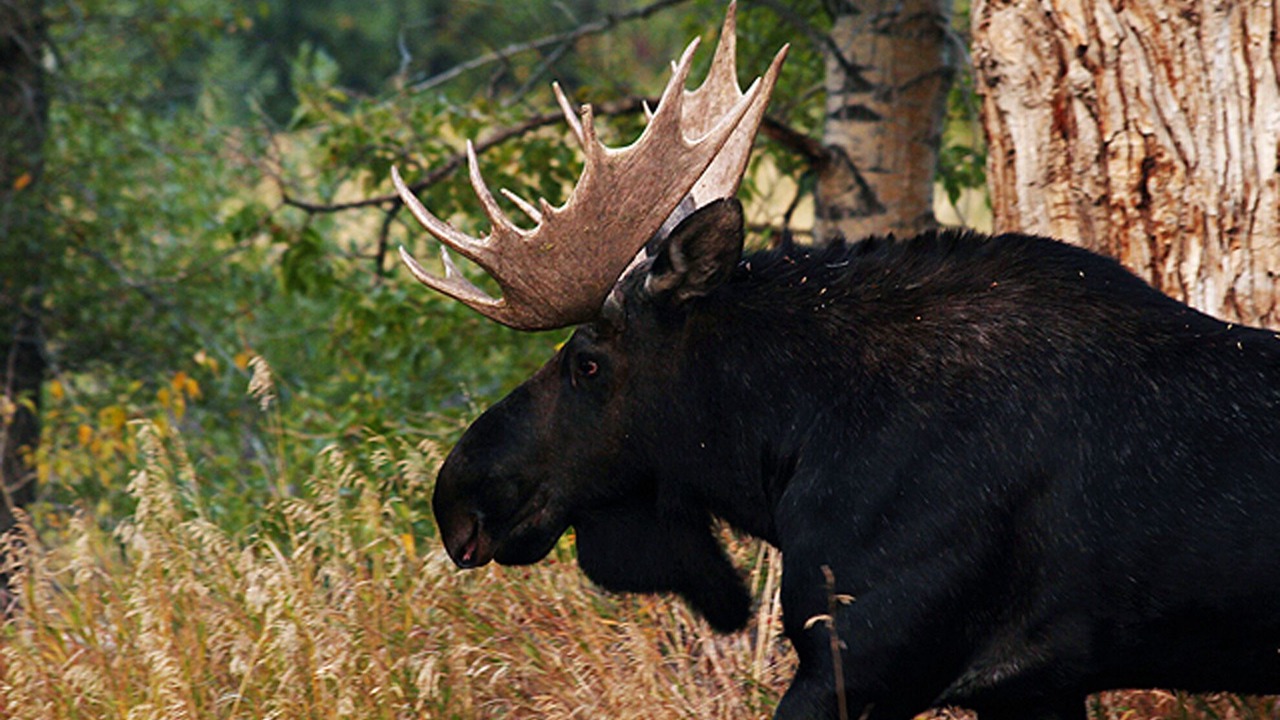 Photo of Others in Glen
