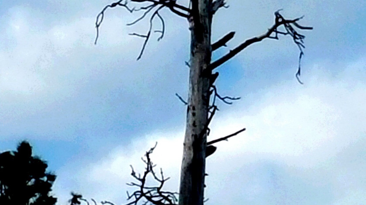 Photo of Outdoor in Polson