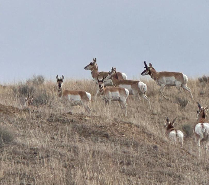 Photo of Others in Divide